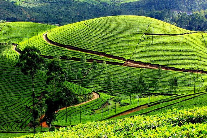 Munnar Backpacking Trip